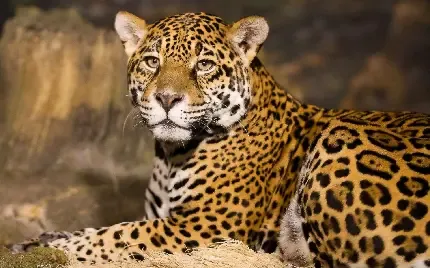  والپیپر یوزپلنگ وحشی برای گوشی