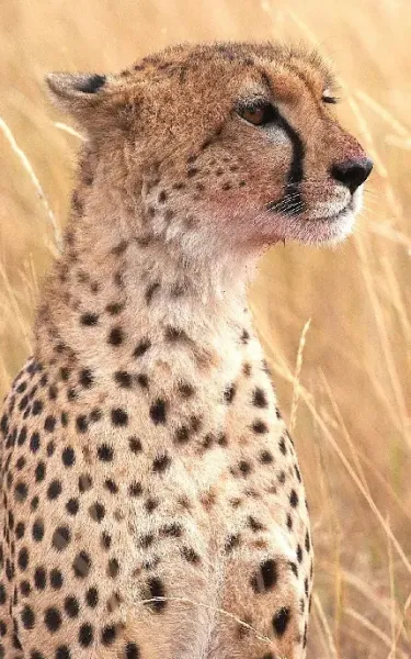  والپیپر یوزپلنگ وحشی برای گوشی