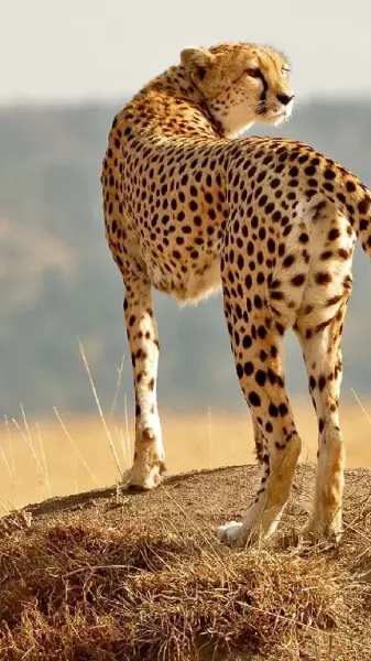  عکس یوزپلنگ واقعی