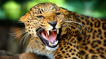  عکس یوزپلنگ واقعی