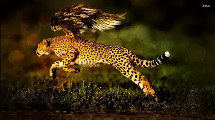 عکس یوزپلنگ واقعی