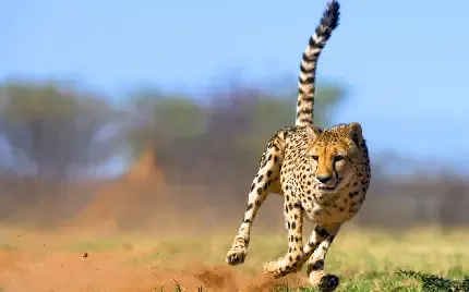  عکس یوزپلنگ واقعی