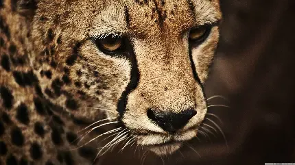  عکس یوزپلنگ واقعی