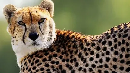  عکس یوزپلنگ واقعی