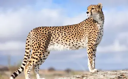  عکس یوزپلنگ واقعی