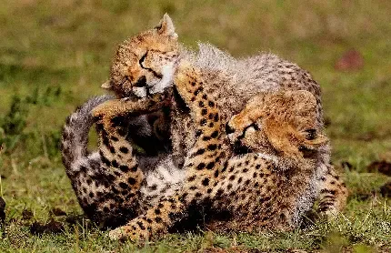  عکس یوزپلنگ واقعی