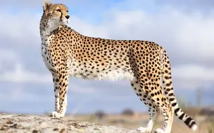  عکس یوزپلنگ واقعی