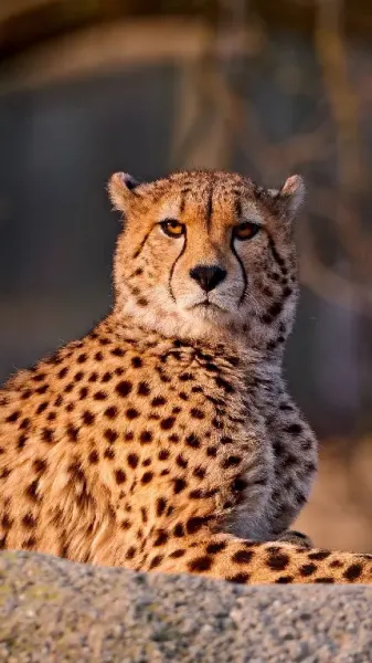  عکس یوزپلنگ واقعی