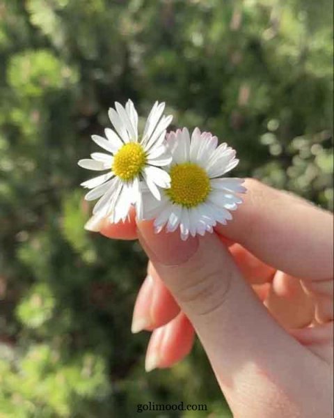  عکس گل برای پروفایل اینستاگرام