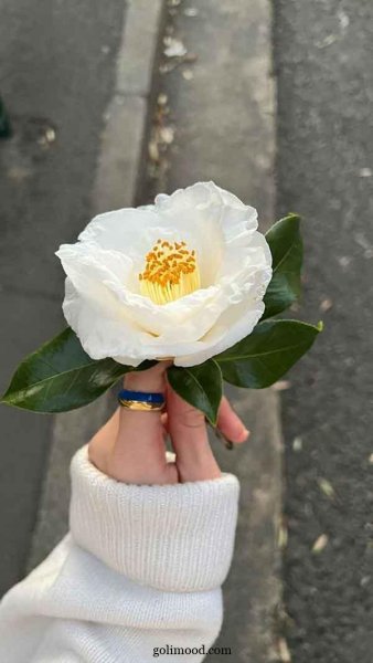  عکس گل برای پروفایل اینستاگرام