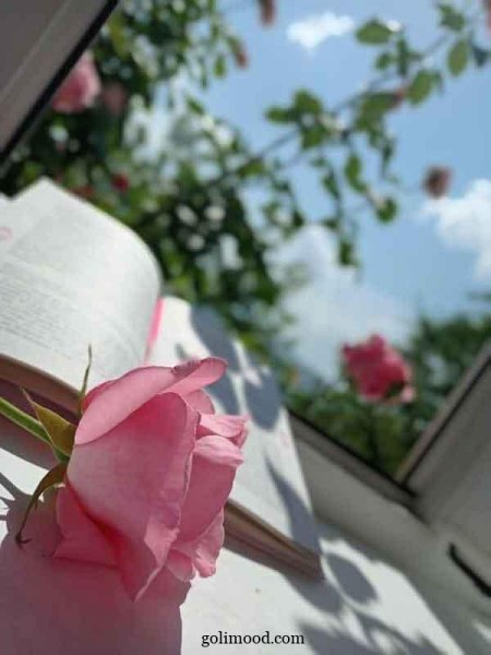  عکس گل برای پروفایل اینستاگرام