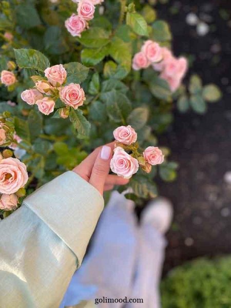  عکس گل برای پروفایل اینستاگرام