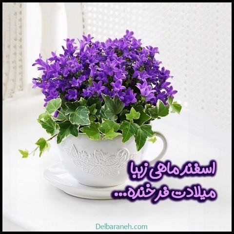  عکس پروفایل اسفند ماهی جدید