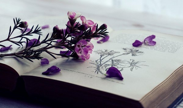  عکس دفتر کارتونی