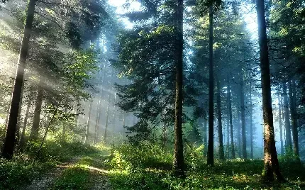  عکس جنگل تاریک مه گرفته