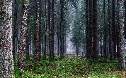  عکس طبیعت مه آلود
