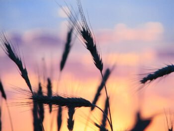 عکس گل و منظره زیبا برای پروفایل