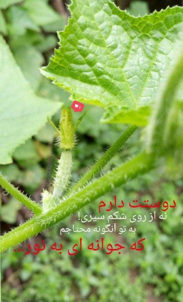  عکس پروفایل خاص برای استوری