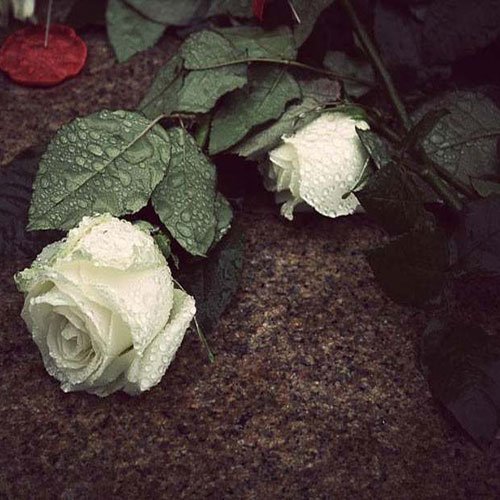 عکس عاشقانه هوای بارانی