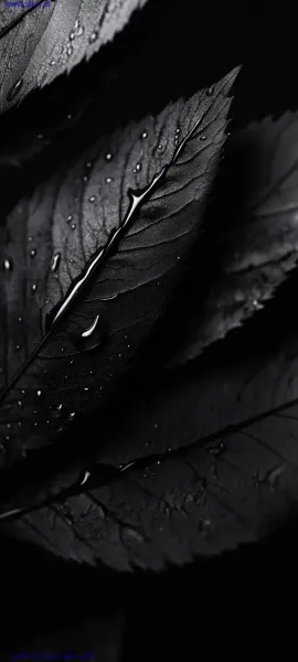  دانلود والپیپر مشکی 4k