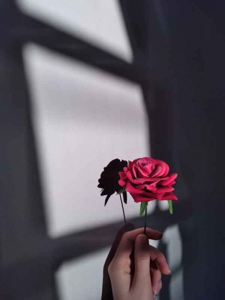  عکس استوری از گل های زیبا و خاص