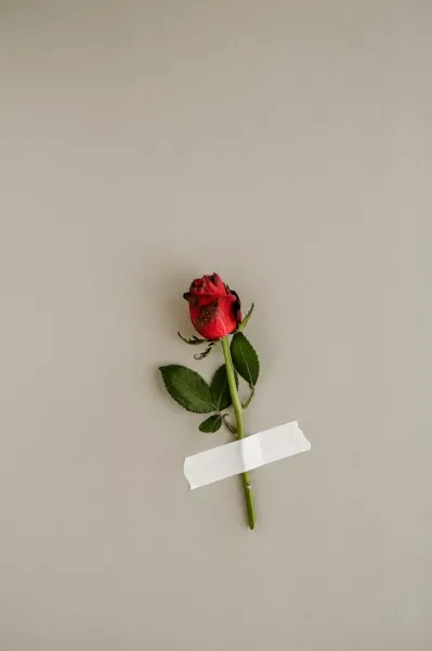  دانلود پروفایل گل با کیفیت بالا