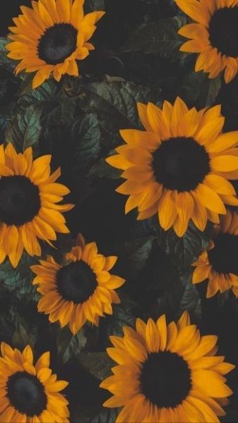  تصویر پس زمینه موبایل