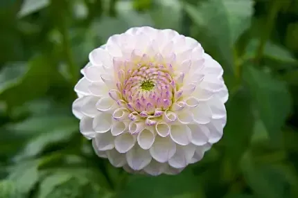 عکس گل برای پس زمینه گوشی موبایل