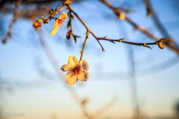  عکس گل برای پس زمینه گوشی موبایل