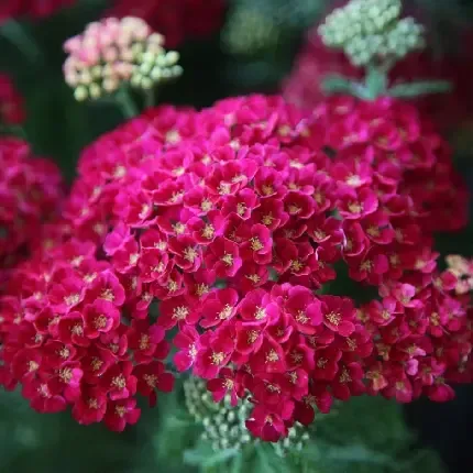  عکس گل برای پس زمینه گوشی موبایل