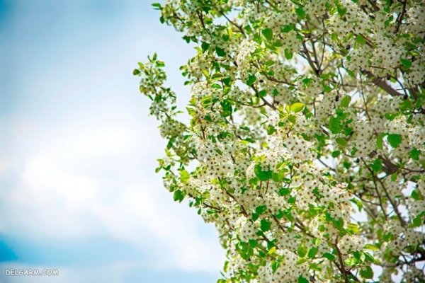  عکس گل برای پس زمینه گوشی موبایل