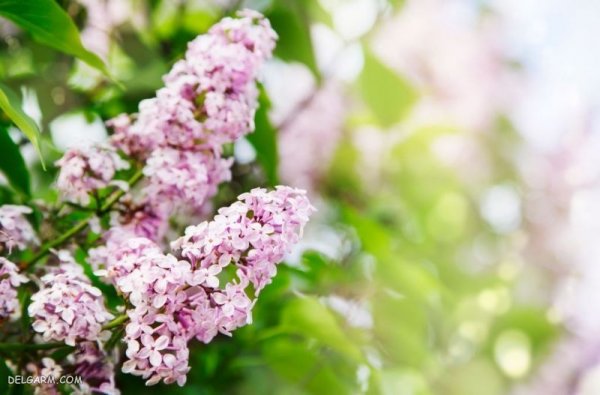  عکس گل برای پس زمینه گوشی موبایل