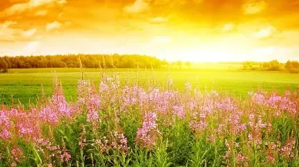  عکس گل برای پس زمینه گوشی موبایل