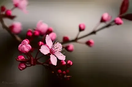  عکس گل برای پس زمینه گوشی موبایل