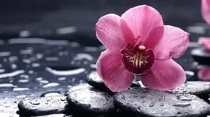  عکس پس زمینه گوشی موبایل سامسونگ