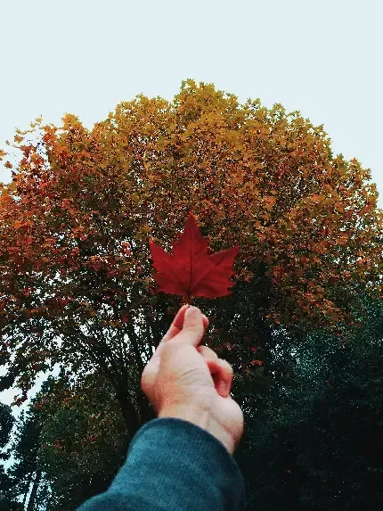  عکس پس زمینه گوشی موبایل سامسونگ
