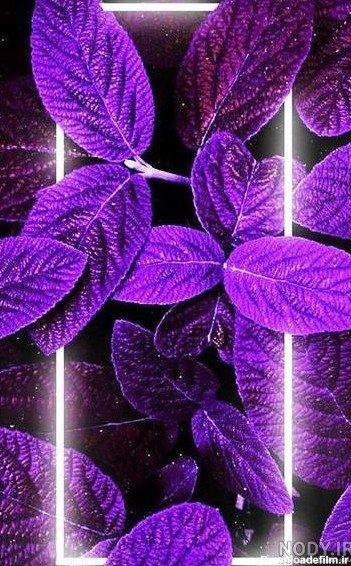 پس زمینه بنفش روشن