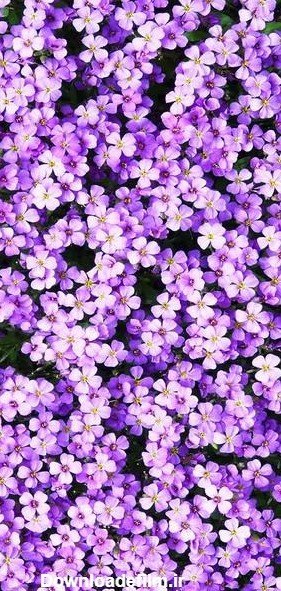 پس زمینه بنفش روشن