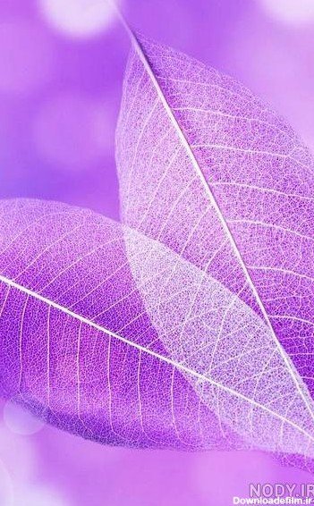 پس زمینه بنفش روشن