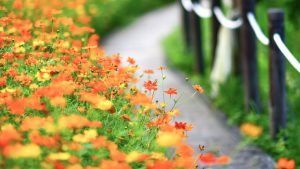  دانلود والپیپر 4 بعدی برای کامپیوتر