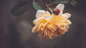  دانلود مجموعه والپیپر 4k