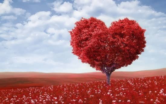 عکس قلب سیاه واقعی