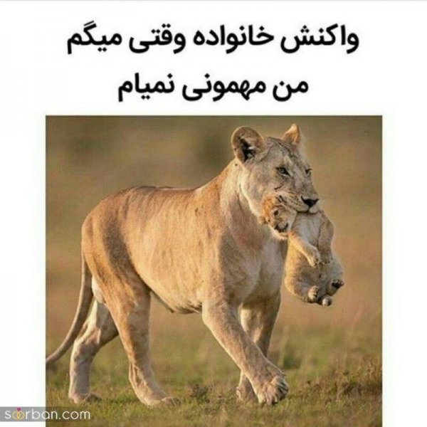 عکس استوری با حال و طنز