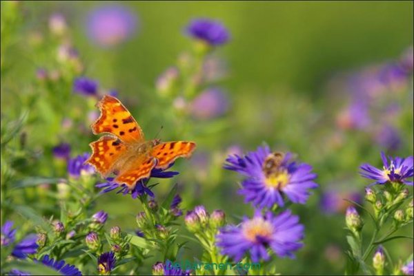 عکس گل های زیبا برای پروفایل