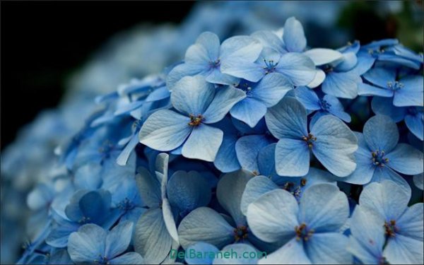  عکس گل های زیبا برای پروفایل