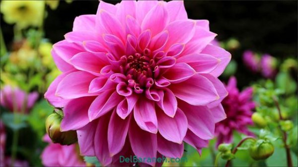  عکس گل های زیبا برای پروفایل