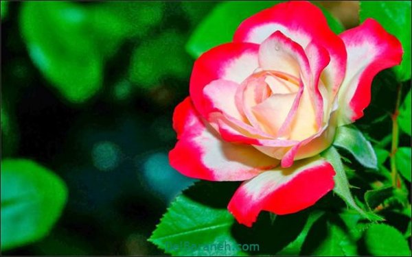  عکس گل های زیبا برای پروفایل