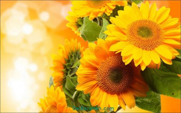  عکس گل های زیبا برای پروفایل
