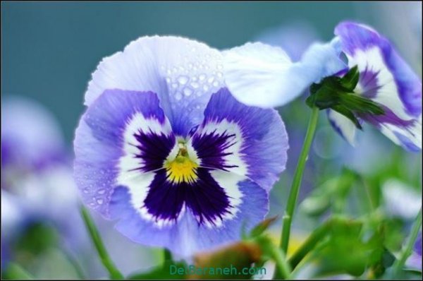  عکس گل های زیبا برای پروفایل