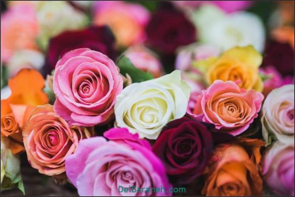  عکس گل های زیبا برای پروفایل